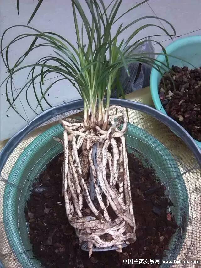 2016莲瓣兰北部地区养殖大赛---冰美人-莲瓣篇