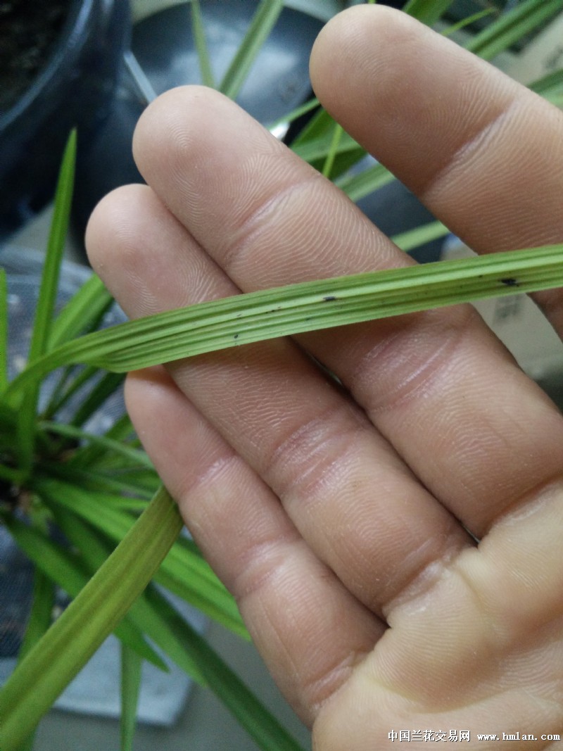 一盆荡山荷,一盆大雪素叶子生病了求诊断-病害