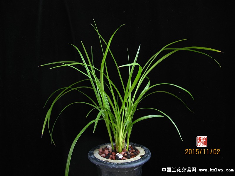 2016莲瓣兰北部地区养殖大赛---《雪人》-莲瓣