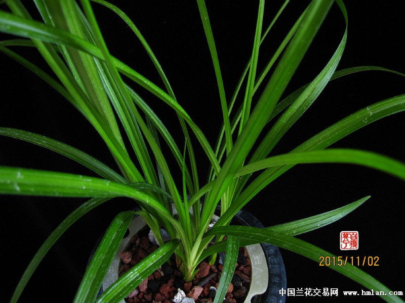 2016莲瓣兰北部地区养殖大赛---《雪人》-莲瓣