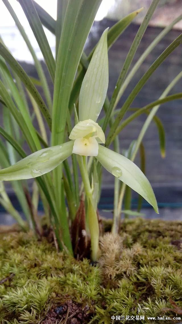 朵香素花