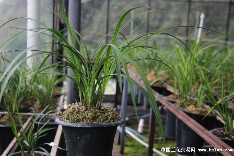 莲瓣兰南部地区养殖栽培大赛(四川)-甸阳红荷-