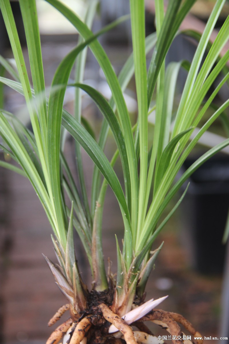 莲瓣兰南部地区养殖栽培大赛(四川)-甸阳红荷-