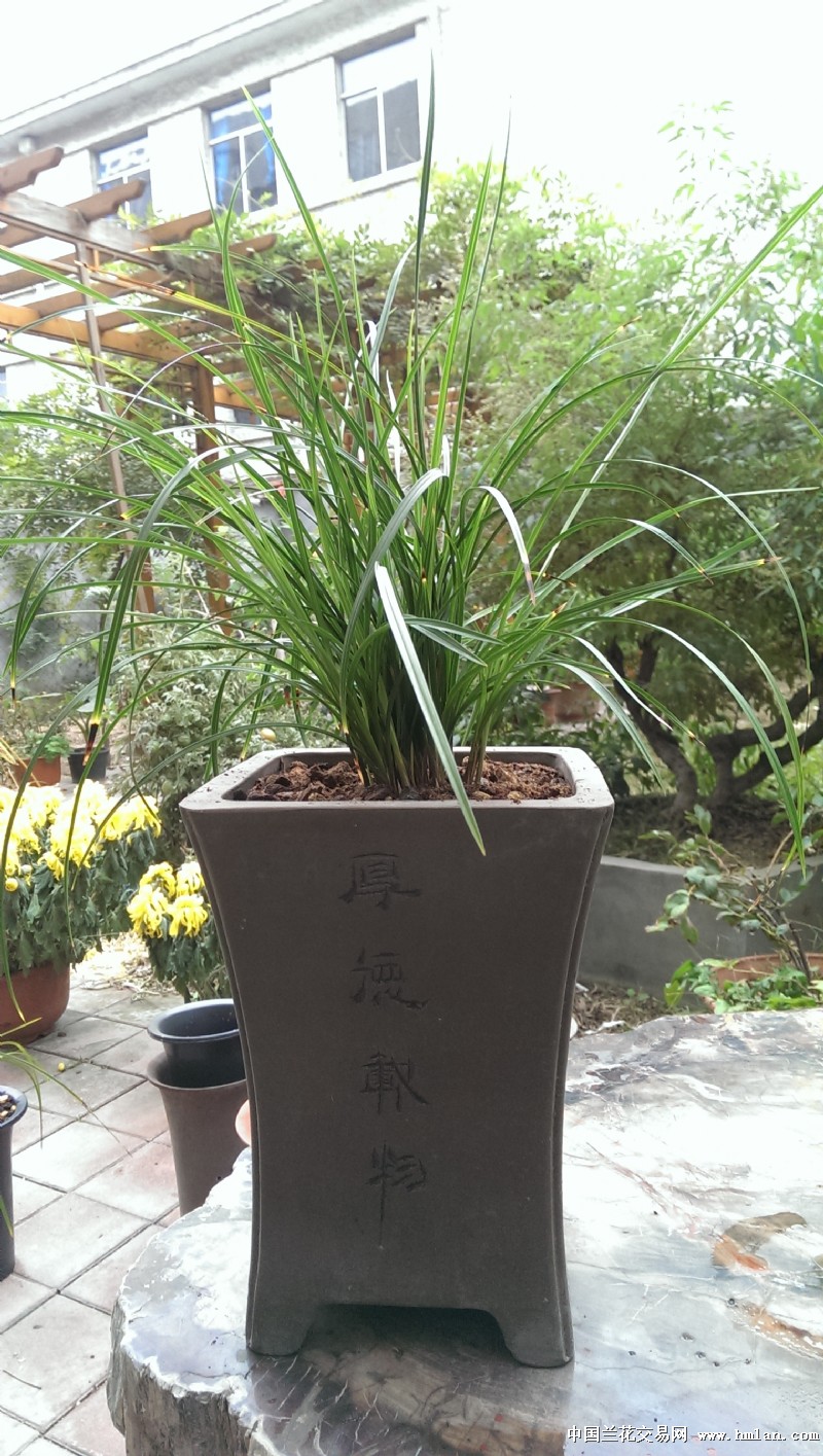 2016莲瓣兰北部地区养殖大赛--二红素-莲瓣篇