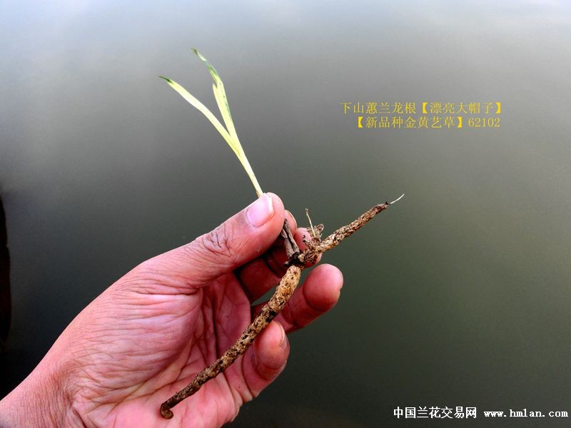 下山蕙兰龙根【漂亮大帽子】【新品种金黄艺草】62102 - 中国兰花交易网