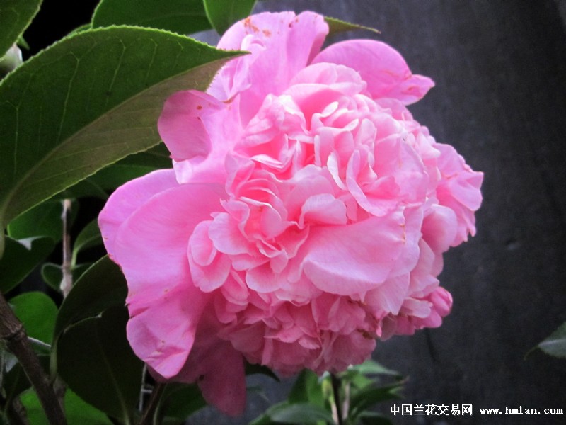 山茶之都