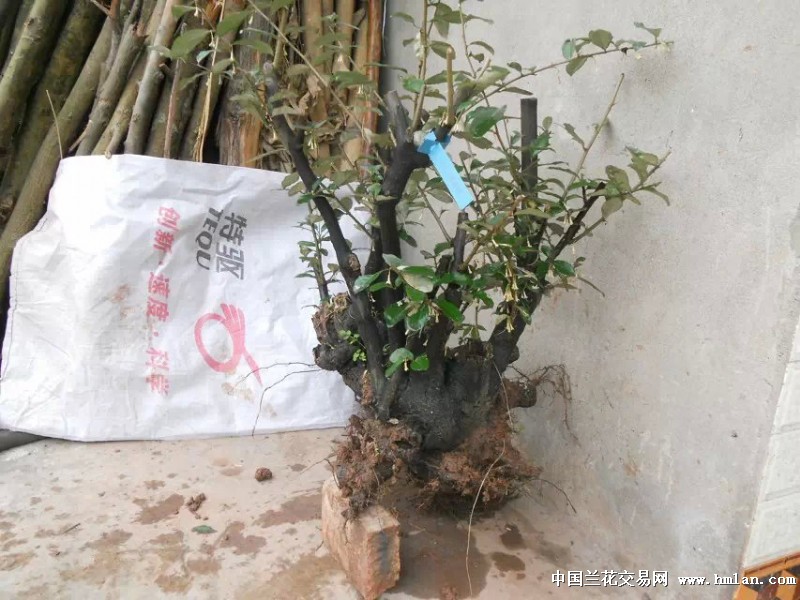 百年老桩雀儿酥【胡颓子】18#-盆景园艺-中国兰花交易