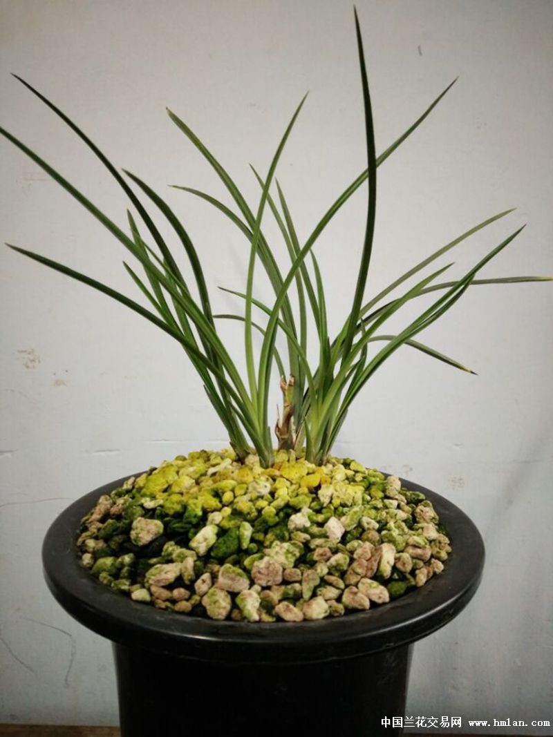 莲瓣兰南部地区养殖栽培大赛(四川凉山)-粉荷-