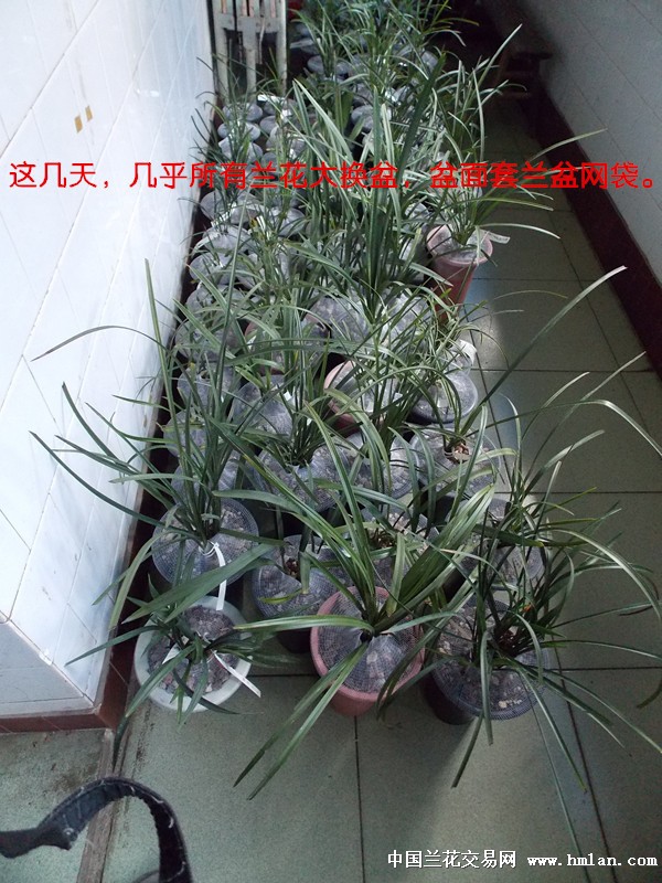 阳台养兰一年一度大扫除-种养心得-中国兰花