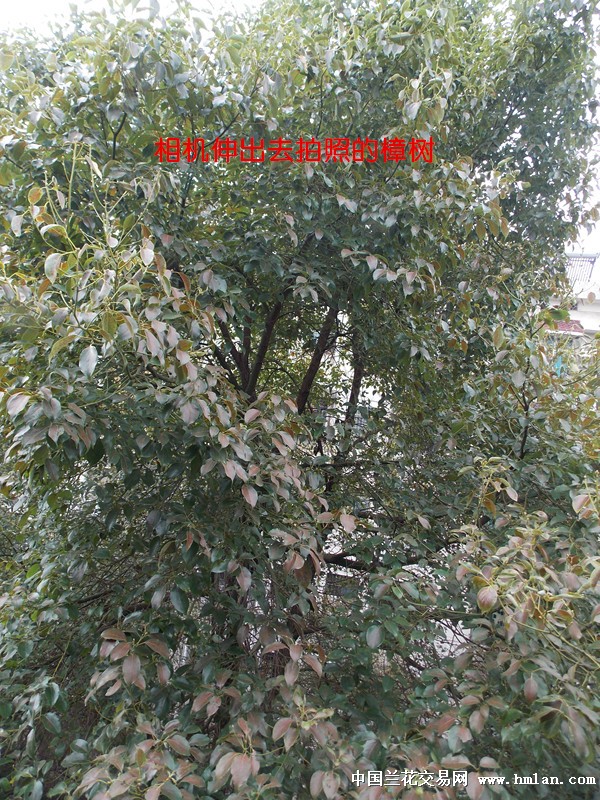 阳台养兰一年一度大扫除-种养心得-中国兰花