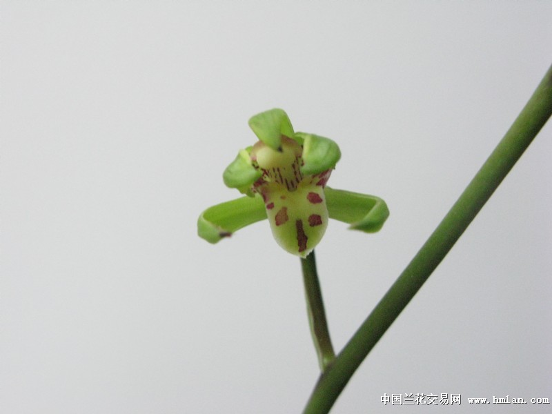 一颗夏寒兰彩梅-寒兰篇-中国兰花交易网社区