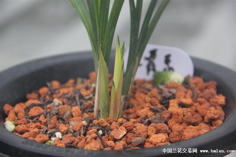 春剑精品:红霞素(前垄2苗带大芽)