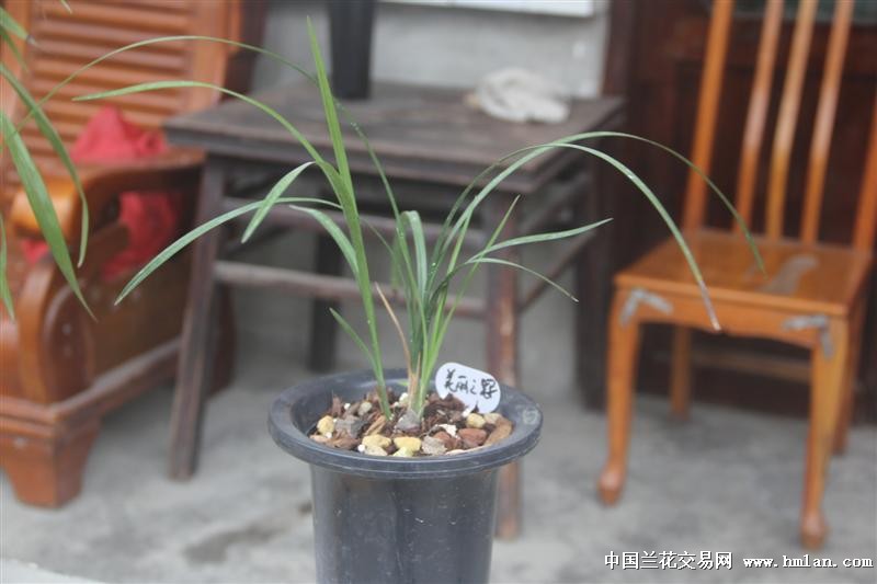 春剑铭品:美丽之冠