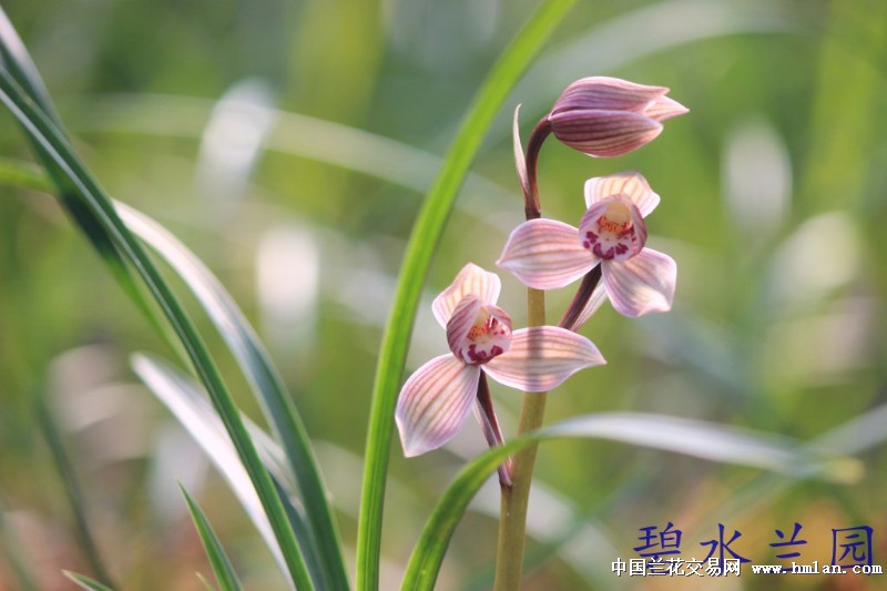 好花共享--甸阳红荷-莲瓣篇-中国兰花交易网社区