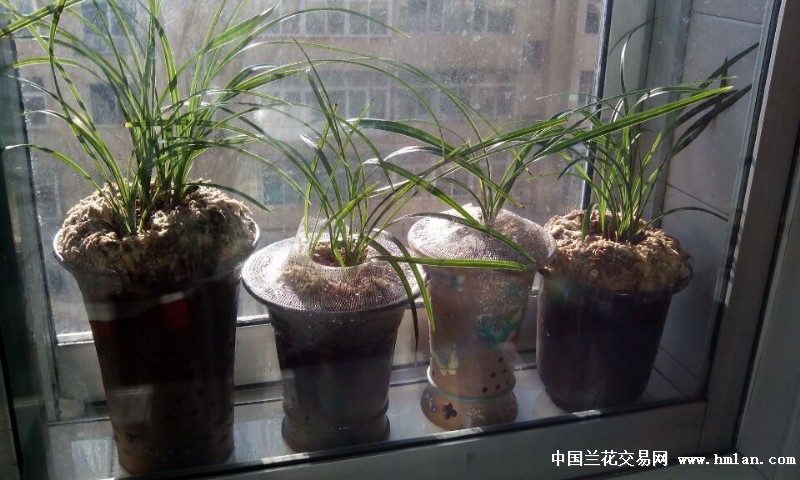 看看我的窗台养兰 正春化 观赏鱼-养兰环境-中