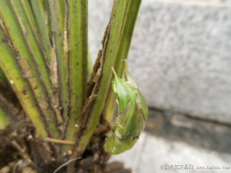 送春漂亮奇特花苞赌苞草