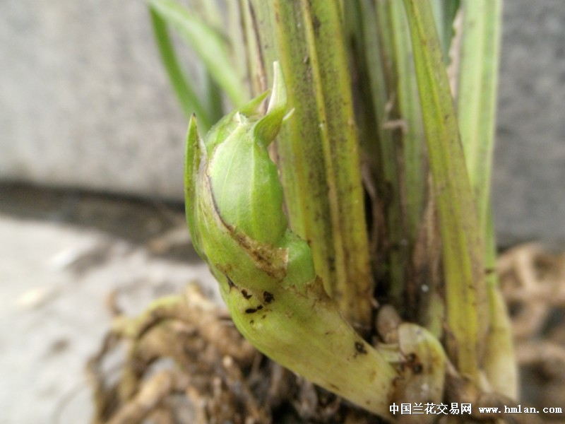 下山送春漂亮奇特花苞【赌苞草】