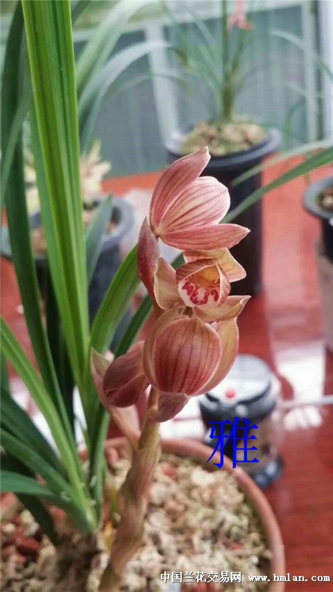 2015罗荷瓣开了-春剑篇-中国兰花交易网社区