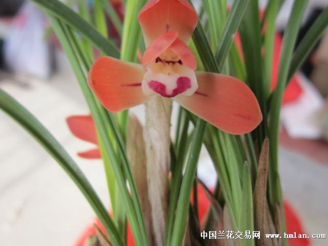 女雏花开!果真不是一般的艳-春兰篇-中国兰花交易网社区