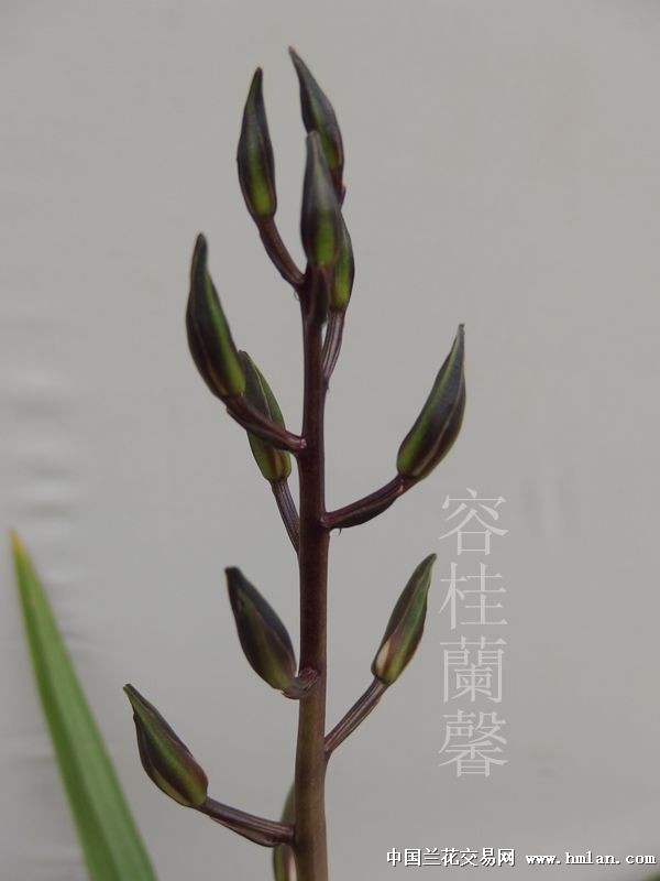 百年好合-墨兰篇-中国兰花交易网社区