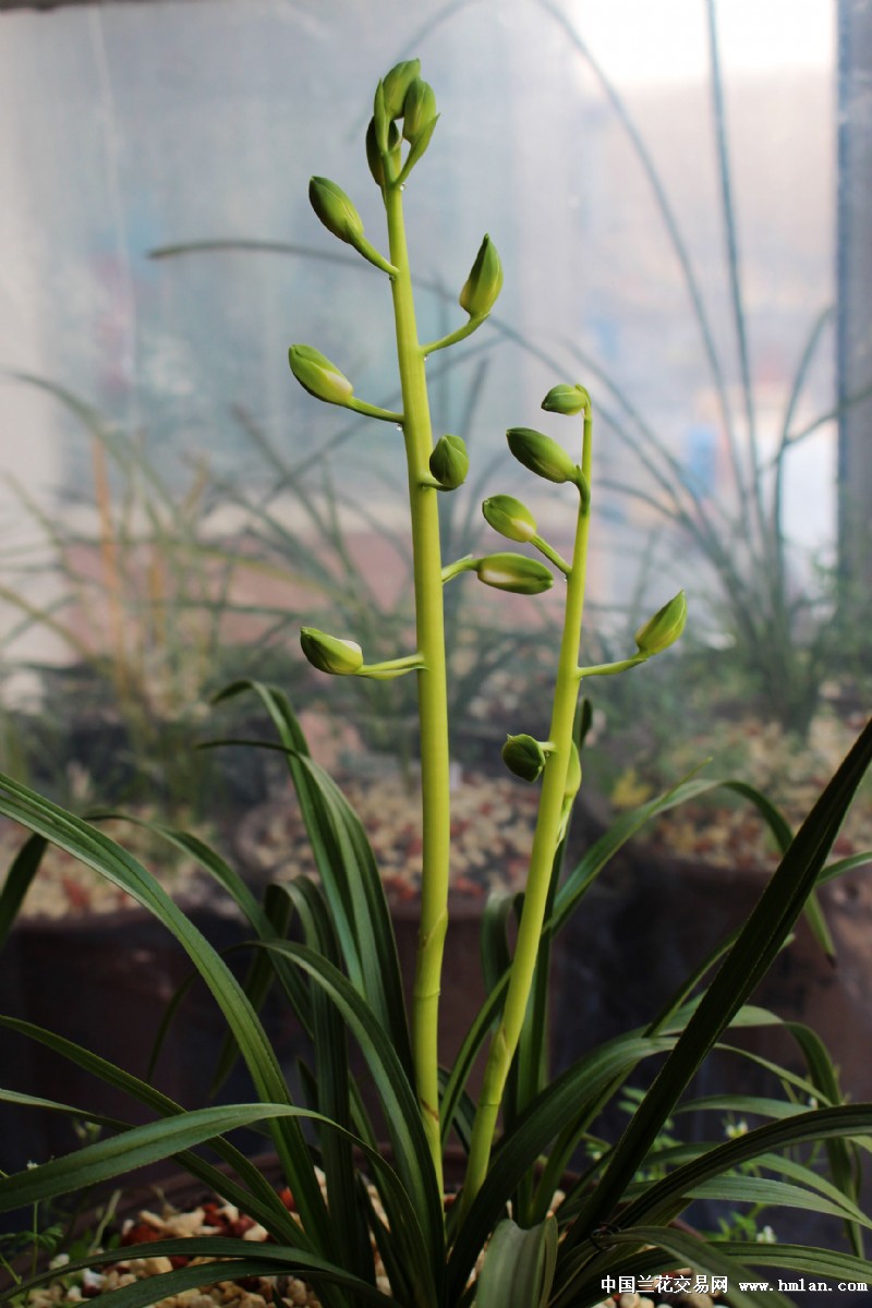 预计春节蕙在俺家首放-蕙兰篇-中国兰花交易网