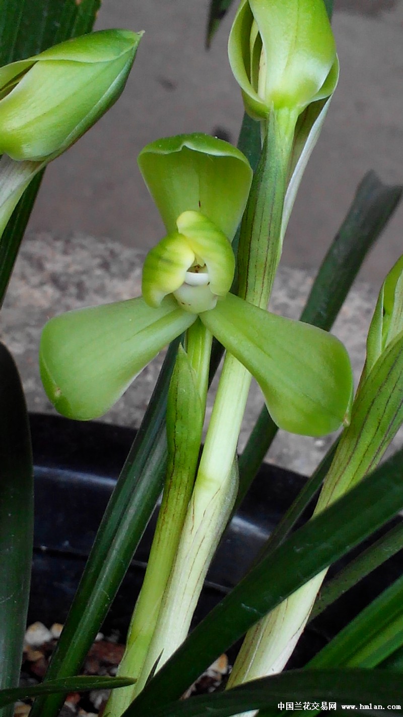花开迎新春,祝朋友们羊年吉祥安康-春兰篇-中国