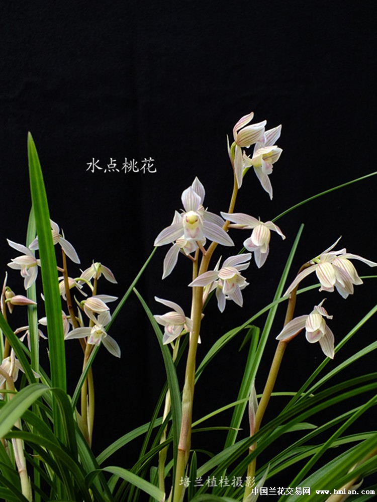 莲瓣兰新品;雨点桃花.