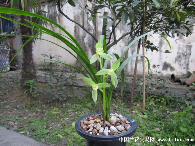 大荷素(开花)