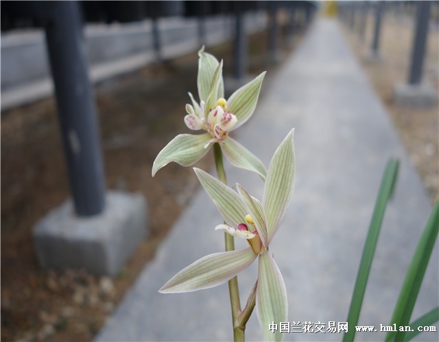 壮苗带现花黄金海岸