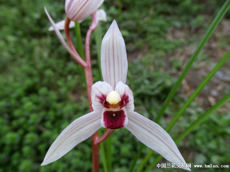 漂亮莲瓣兰红舌头