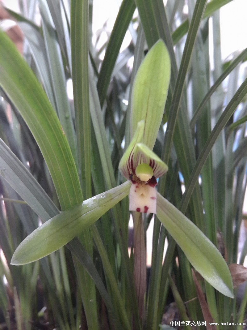 野生春兰开花-春兰篇-中国兰花交易网社区