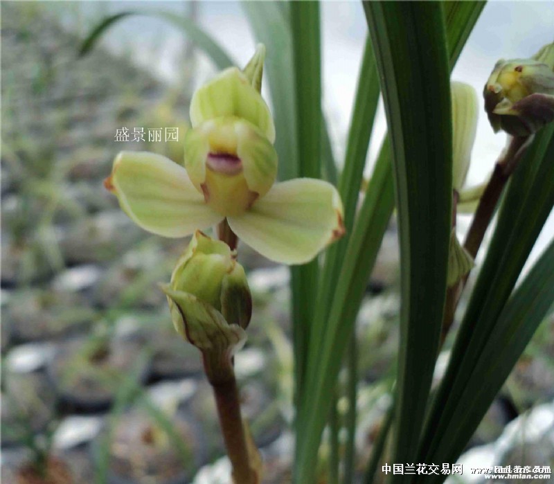 春剑极品梅瓣 - 中国兰花交易网