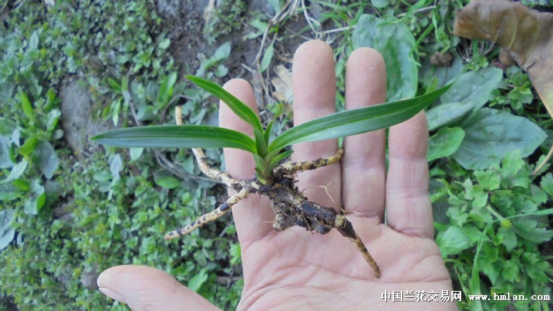 雅安本地【浓香送春】龙根顿圆头【赌荷草】