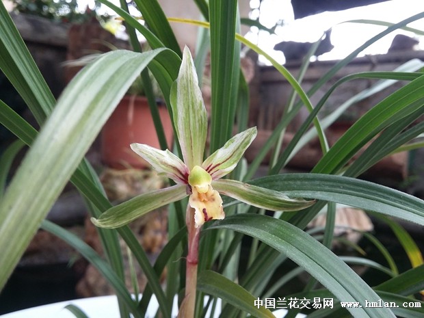 下山新品双艺--扫尾艺水晶缟花-春兰篇-中国兰花交易