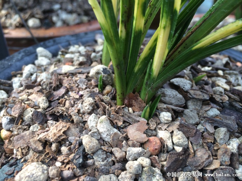 蕙兰虎斑被人举报成功的路上需要高人指点小人