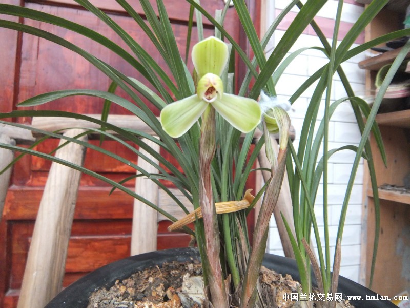  红颜命薄 -春兰篇-中国兰花交易网社区