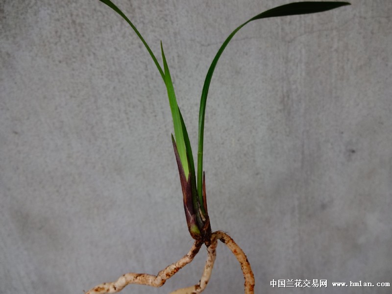 赤诚-峨眉晨光【1新苗带大牙】 - 中国兰花交易网