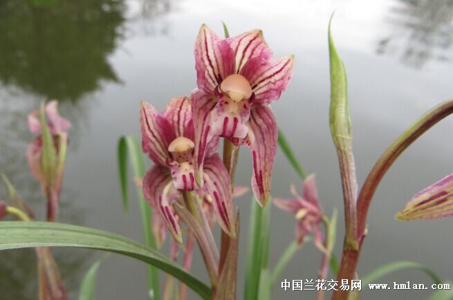 醉妃--红花外蝶-春兰篇-中国兰花交易网社区