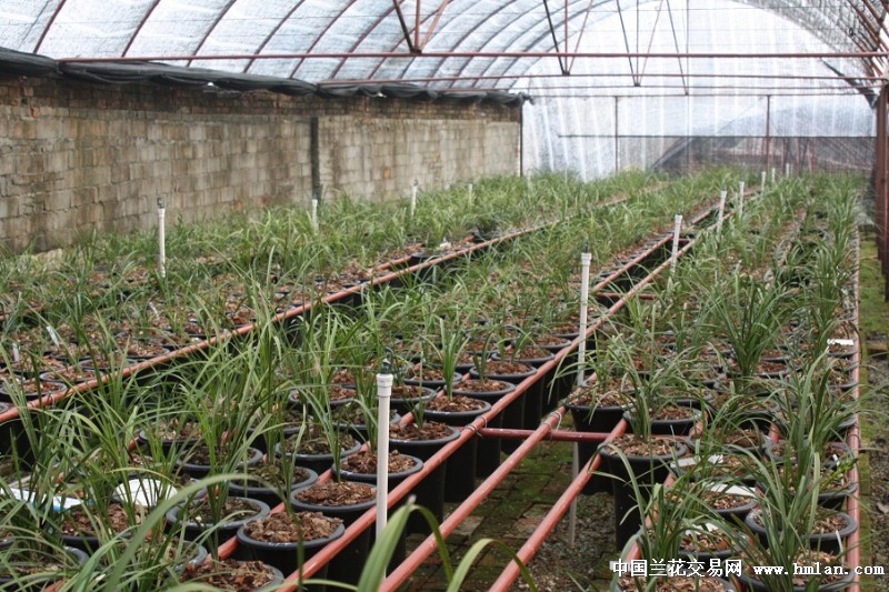 兴隆兰业兰花种植园2015年春季剪影--随州兴隆