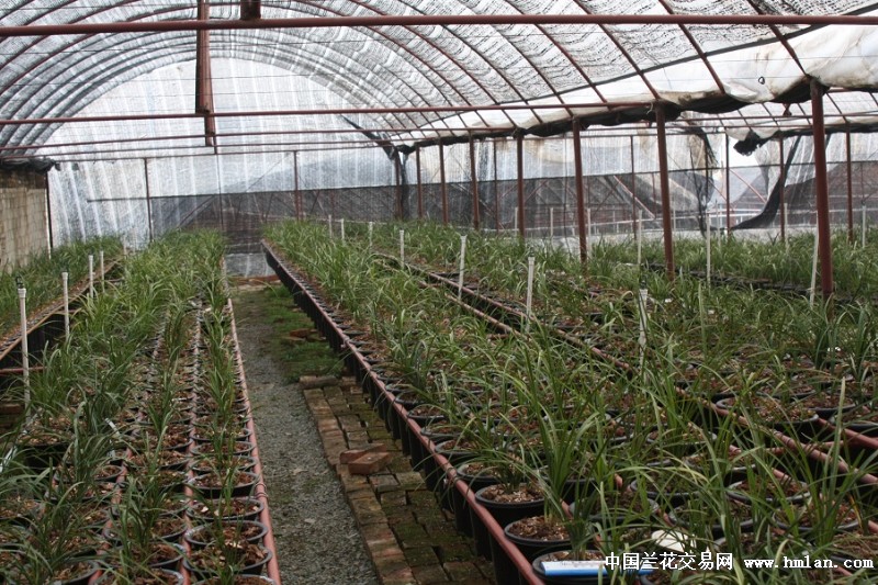 兴隆兰业兰花种植园2015年春季剪影--随州兴隆