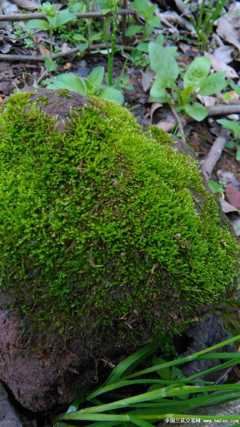 翠云草换兰哪位大神有富余的草跪求