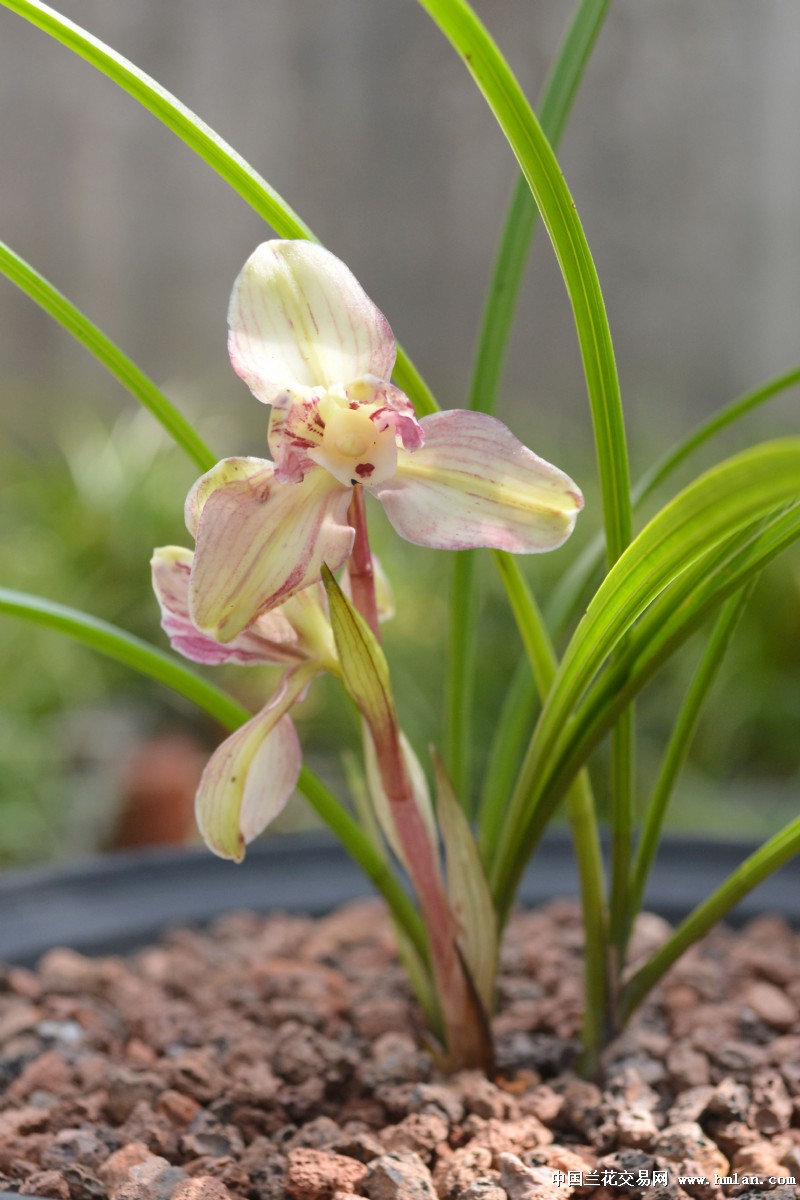 2015年春远芳兰苑花品汇-春兰篇-中国兰花交易网社区