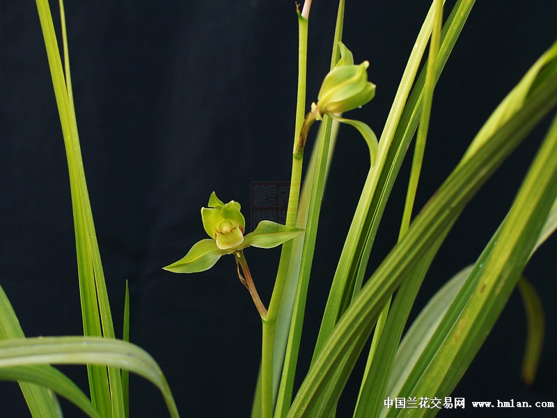 心头肉--华夏奇珍-送春篇-中国兰花交易网社区