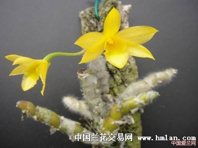粗壮绒毛石斛10个头高7cm