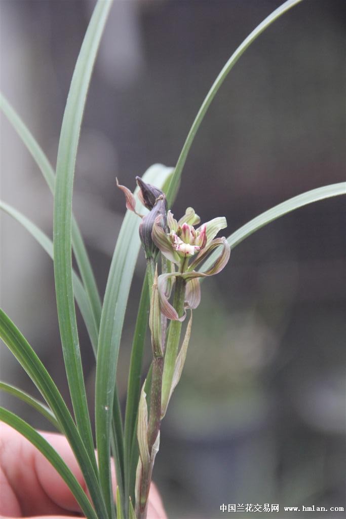 春剑铭品:玉玺天骄(带花) - 中国兰花交易网