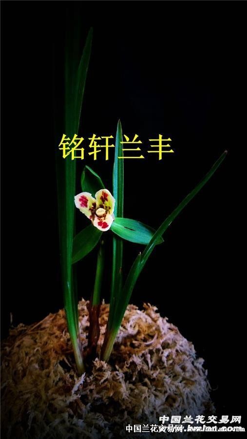 漂亮 至尊红颜 1苗1大芽-带漂亮叶蝶(1) - 中国兰