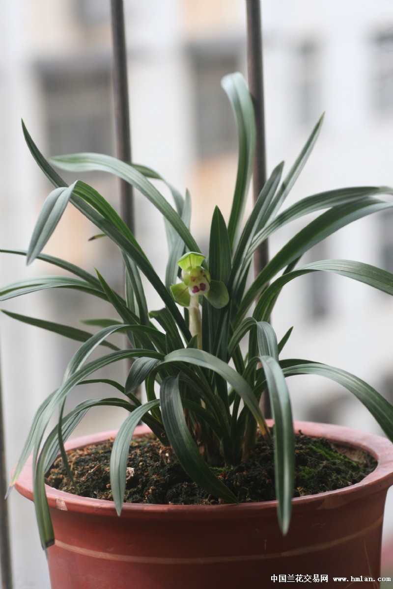 大富贵的经典开品-春兰篇-中国兰花交易网社区