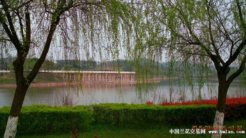 客舍青青柳色新.桃花依旧笑春风-摄影书画-中国