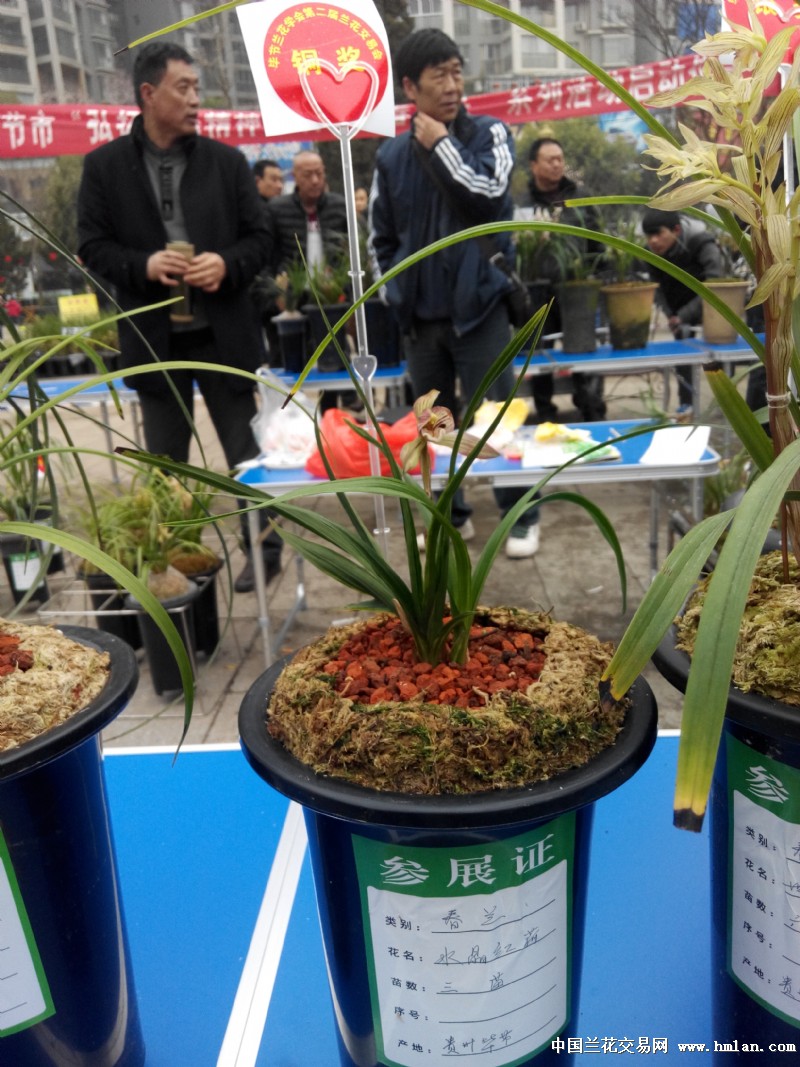 2015年毕节市第二届兰花交易会图片集