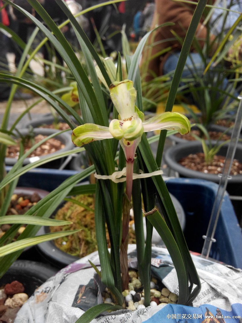 水晶花